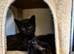 Lovely last kitten ready now