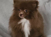 READY TO LEAVE NOW KC BOY POMERANIAN