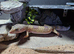 Beautiful leopard gecko babies x2