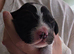 7 adorable Sprocker Puppies