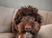 Beautiful teddy 3 years old