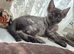 Beautiful Bengal x Persian Kittens
