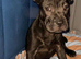 French pei black