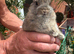 Ready now Netherland dwarf babies