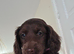 Last female 9 weeks old Cockapoo