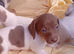 Mini Dachshund GIRL...ready NOW