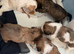 Shih Tzu x Shorkie pups!
