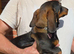 Dachshunds