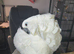 3 year old female cockatoo