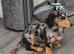 Silver dapple long haired female miniature dachshund