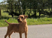Red Lakeland now available for stud