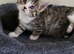 7 kitten