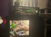 corn snake collection