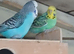 budgies for sale, read ad