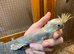 Just fledged will be ready in a few weeks