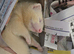 X2 male ferrets complete with cage and accessories
