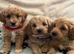 Cavachon x toy poodle puppies