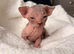 Beautiful Elf Spyhnx Kittens