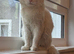 Maine coon BSH