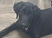 Labrador girl wanting a new home