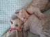 4 british shorthair kittens looking for 5* homes