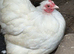 Stunning show quality white pekin trio one cockerel 2 hens