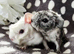 3 boar pairs