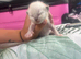 1 week ragdolls not ready for homes yet