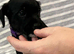 4 stunning Black Patterdale pups