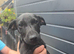 Patterdale puppy 3 months old
