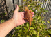 Bearded Dragons. Tigers. Red monsters.