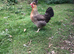 CREAMLEGBAR & MARSBAR CHICKS/GROWERS