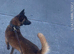 K9 Fully Trained Belgian Malinois