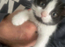 2 kittens female