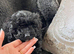 Cackapoo puppy