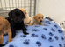 **9 STUNNING KC REGISTERED LABRADOR PUPPIES\!**