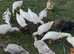 Runner Duck fertile eggs
