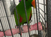 Hand tame eclectus parrot