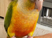 Handreared baby conures