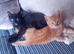 Kittens for sale