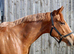 15.2 chestnut thoroughbred mare