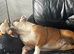 English Bulldog