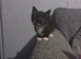 boy kitten