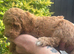 Miniature Poodle puppy's
