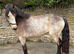Handsome 14.2h 3 yr old reg Dun Connemara gelding