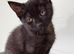Playful Mixed Breed Kittens Ready Now