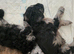 Adorable miniature poodles for sale &pound;1500. Available 16th July