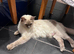 Beautiful Ragdoll kittens