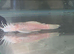 Young Sub pair of Snow White bristlenoses