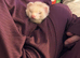 Micro ferret